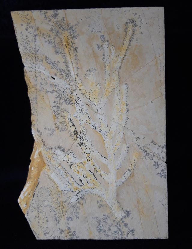 Brachyphyllum nepos SAPORTA - Bild &copy; FossNet FossilienStore
